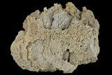 Agatized Fossil Coral Geode - Florida #188083-3